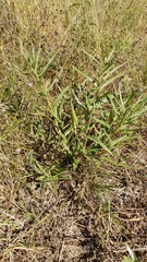 Asclepias mellodora