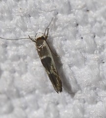 Stathmopoda megathyma