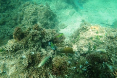 Halichoeres chloropterus