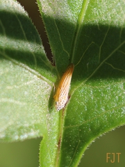 Graphocephala dohrnii