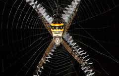 Argiope caledonia
