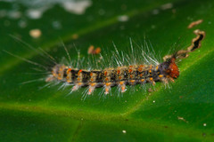 Orvasca dimorphissima