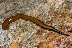 Australopacifica sowerbyi
