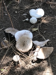 Agaricus