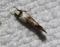 Isomoralla gephyrota