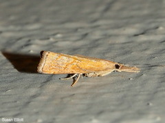 Neodactria luteolellus