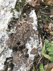 Dermatocarpon muhlenbergii