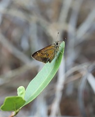 Trapezites heteromacula