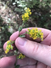 Solidago auriculata