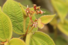Miconia domociliata