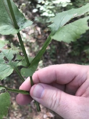 Solidago auriculata
