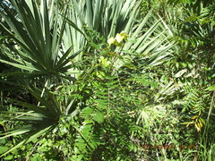 Rhus copallina image