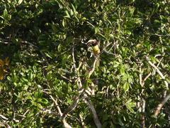 Pteroglossus inscriptus