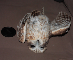 Ninox boobook ocellata