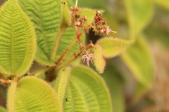 Miconia domociliata