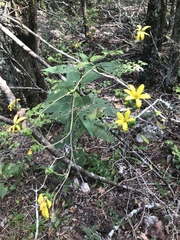 Silphium brachiatum