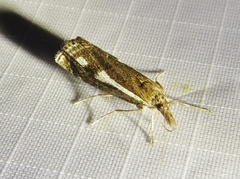 Crambus heringiellus