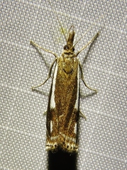 Crambus heringiellus