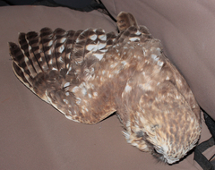 Ninox boobook ocellata