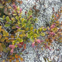 Gaultheria colensoi
