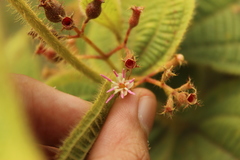 Miconia domociliata
