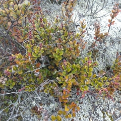 Gaultheria colensoi