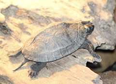 Mauremys nigricans