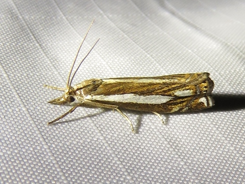 Heath Grass-veneer
