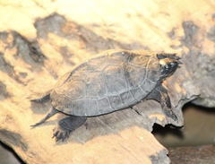 Mauremys nigricans
