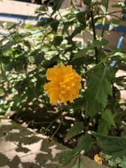 Cosmos sulphureus