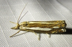 Crambus ericella