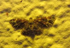 Eupithecia tricolorata