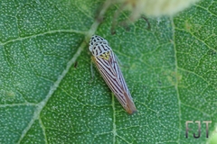 Graphocephala aurora