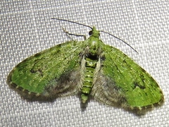 Chloroclystis v-ata