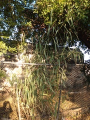 Arundo donax