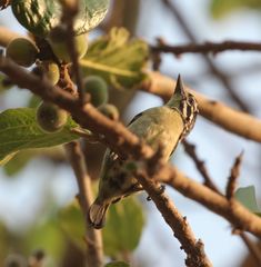 Pogoniulus chrysoconus