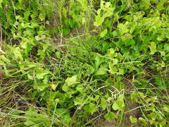 Astragalus distortus