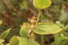 Miconia domociliata