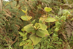 Miconia domociliata