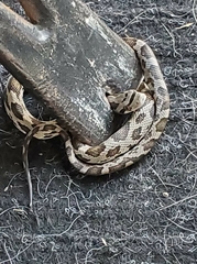 Pantherophis obsoletus