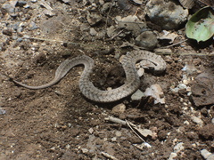 Storeria storerioides