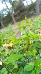 Luthrodes pandava peripatria