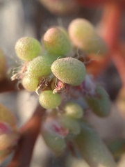 Portulaca halimoides