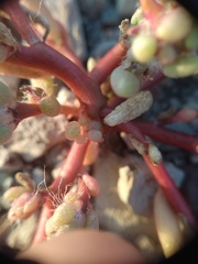 Portulaca halimoides
