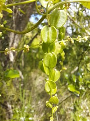 Dioscorea humifusa