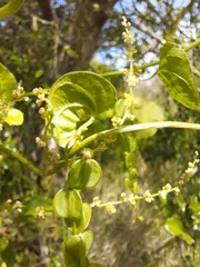 Dioscorea humifusa