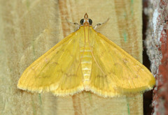 Loxomorpha flavidissimalis