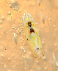 Erythroneura octonotata