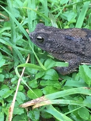 Rhinella humboldti
