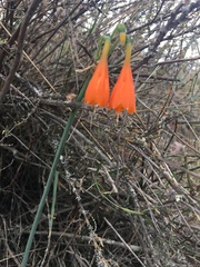 Stenomesson aurantiacum